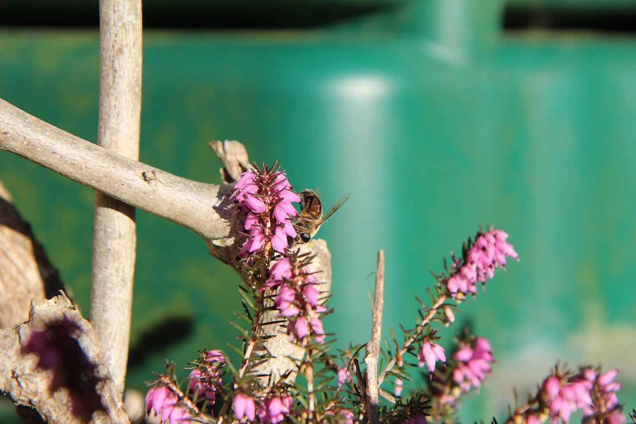 heather  bee  insect free photo