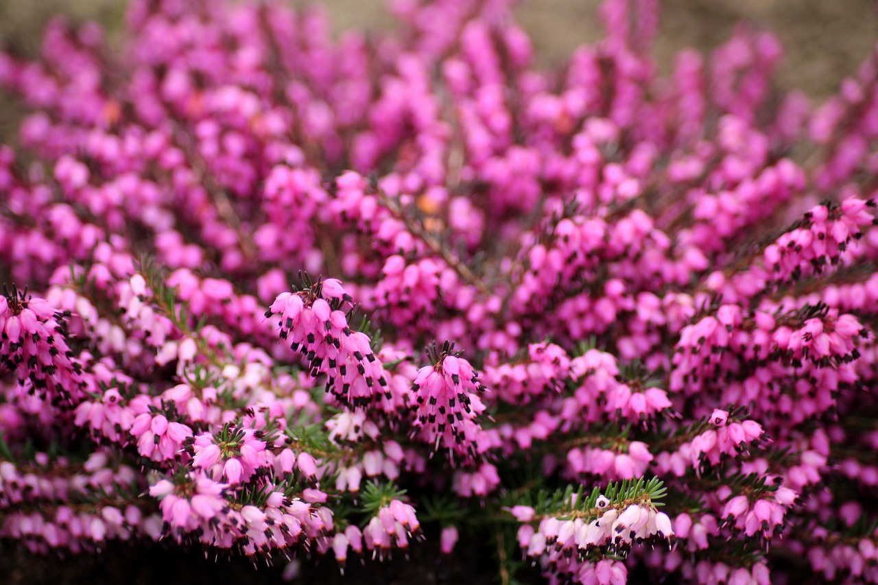 heather  flowers  violet free photo