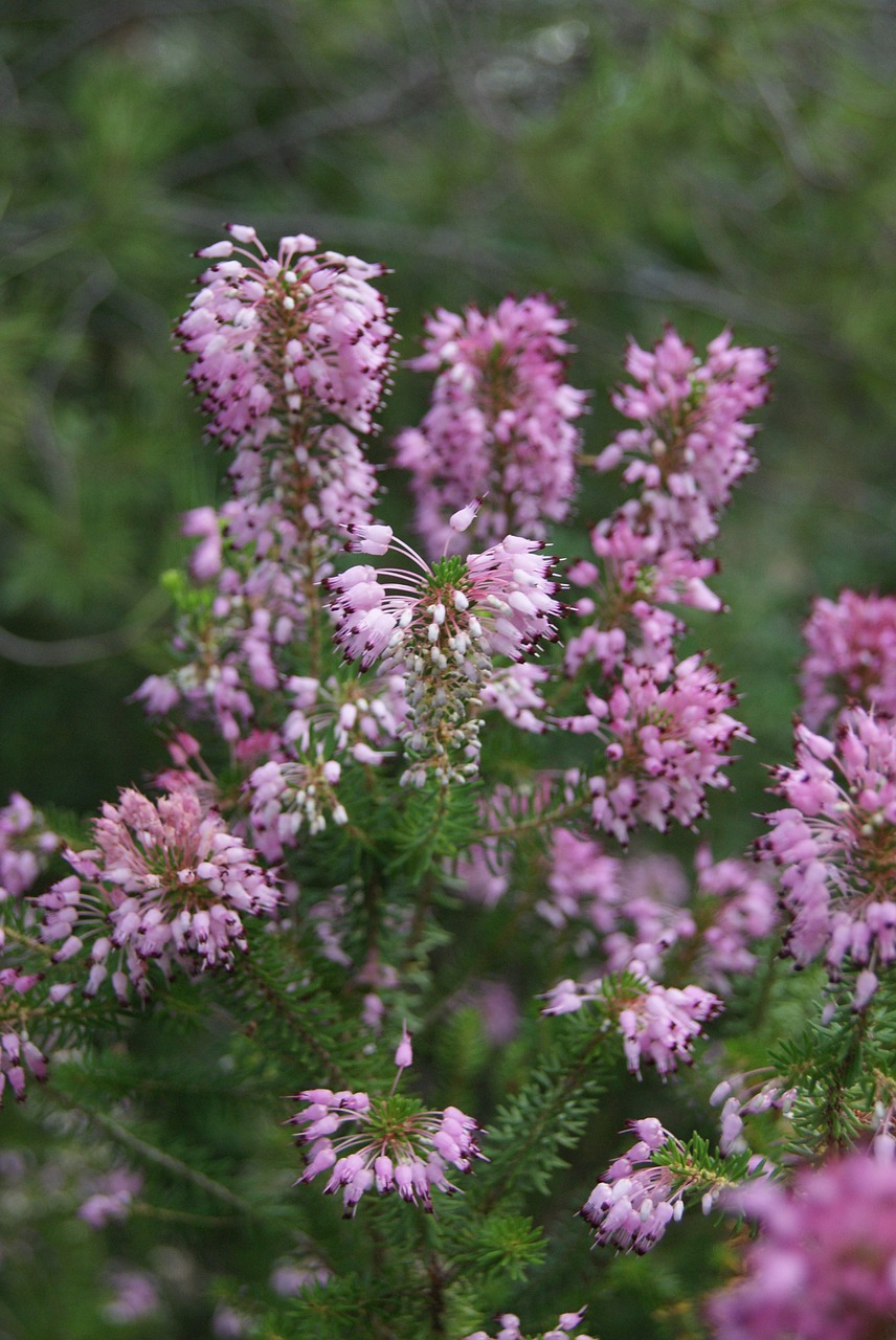 heather plant purple free photo