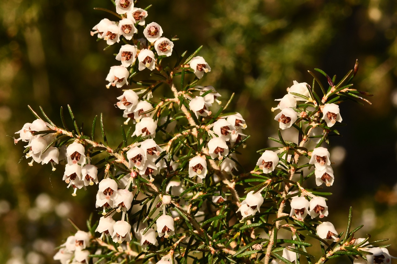 heather  plant  forest free photo