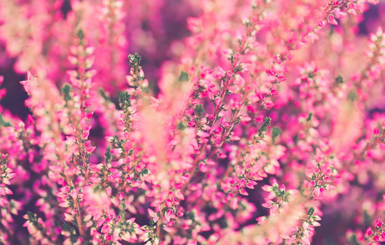 heather flowers pink free photo