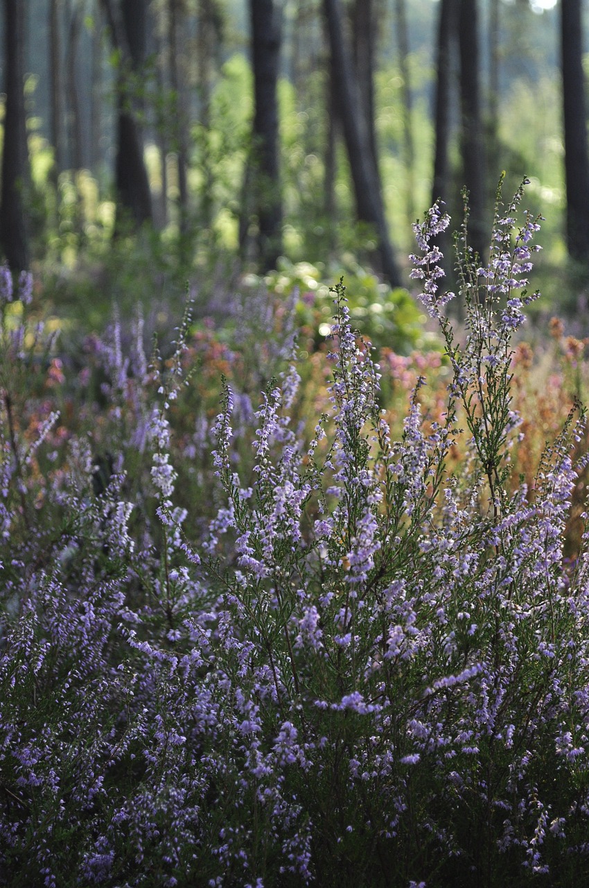 heather undergrowth forest free photo