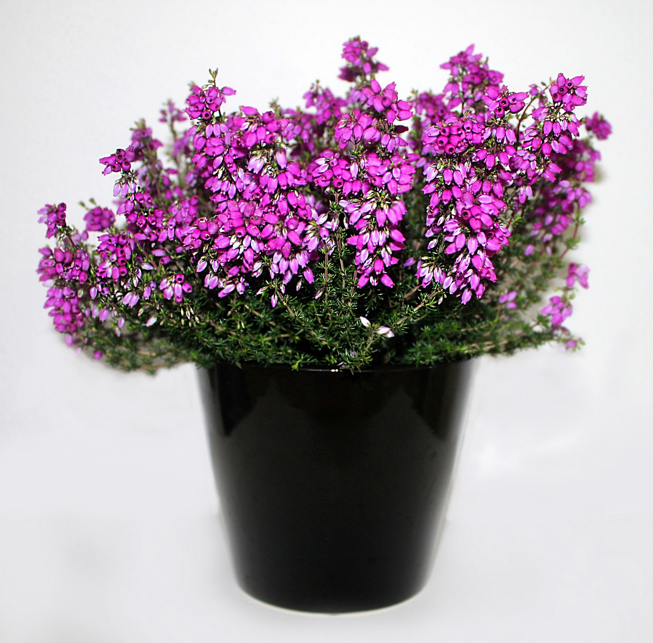 heather flower purple