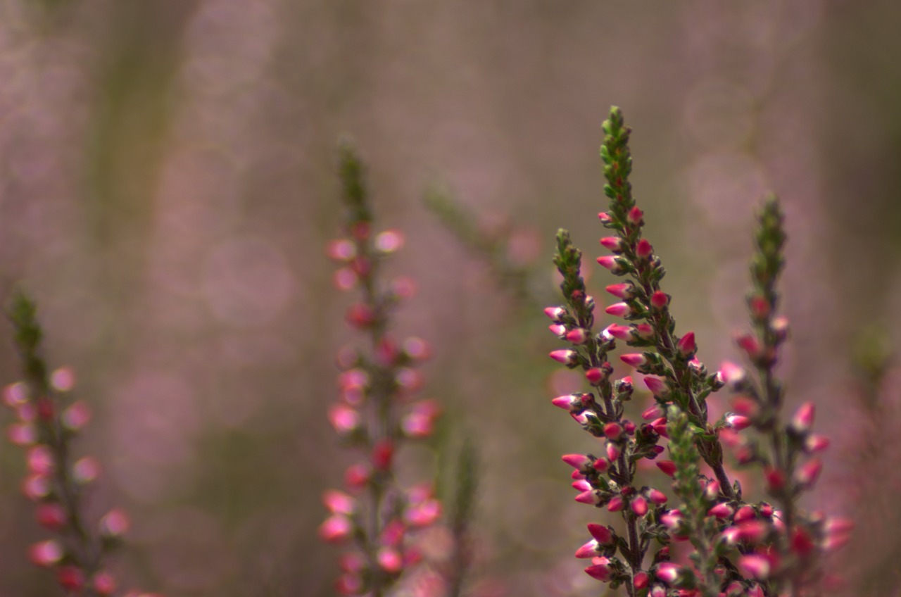 heather violet autumn free photo