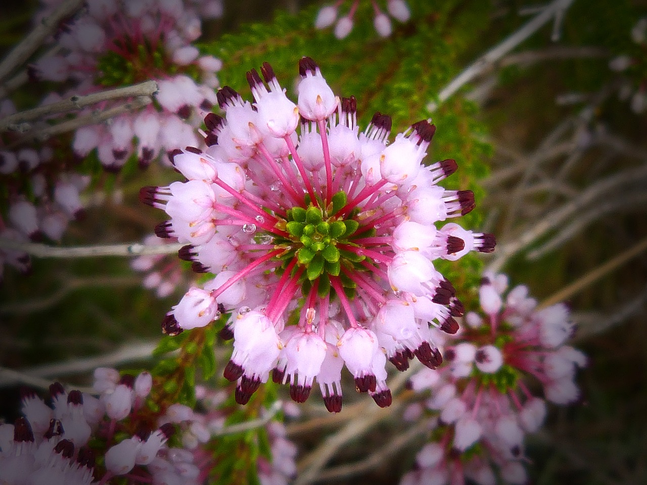 heather flower detail free photo