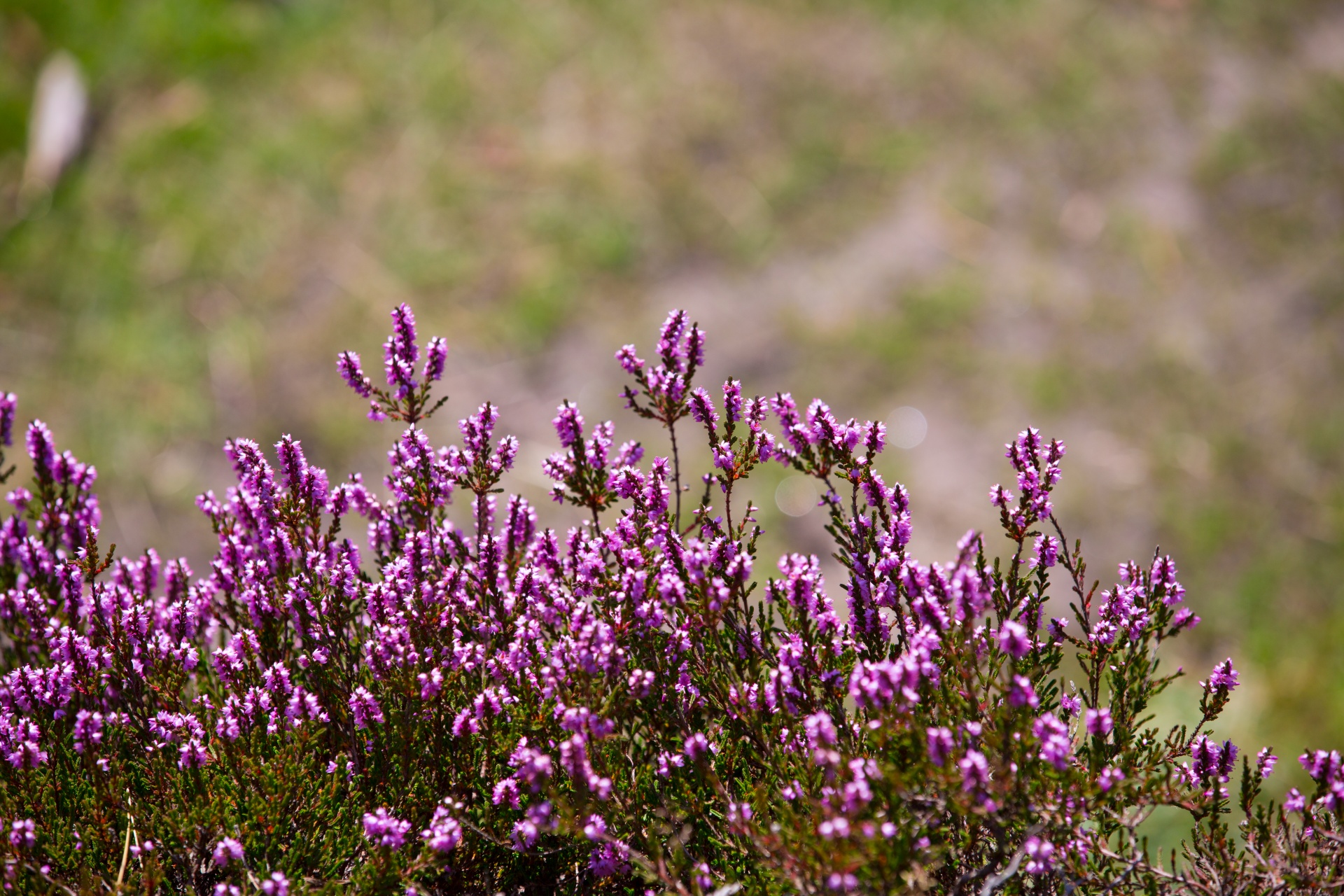 heather summer natural free photo