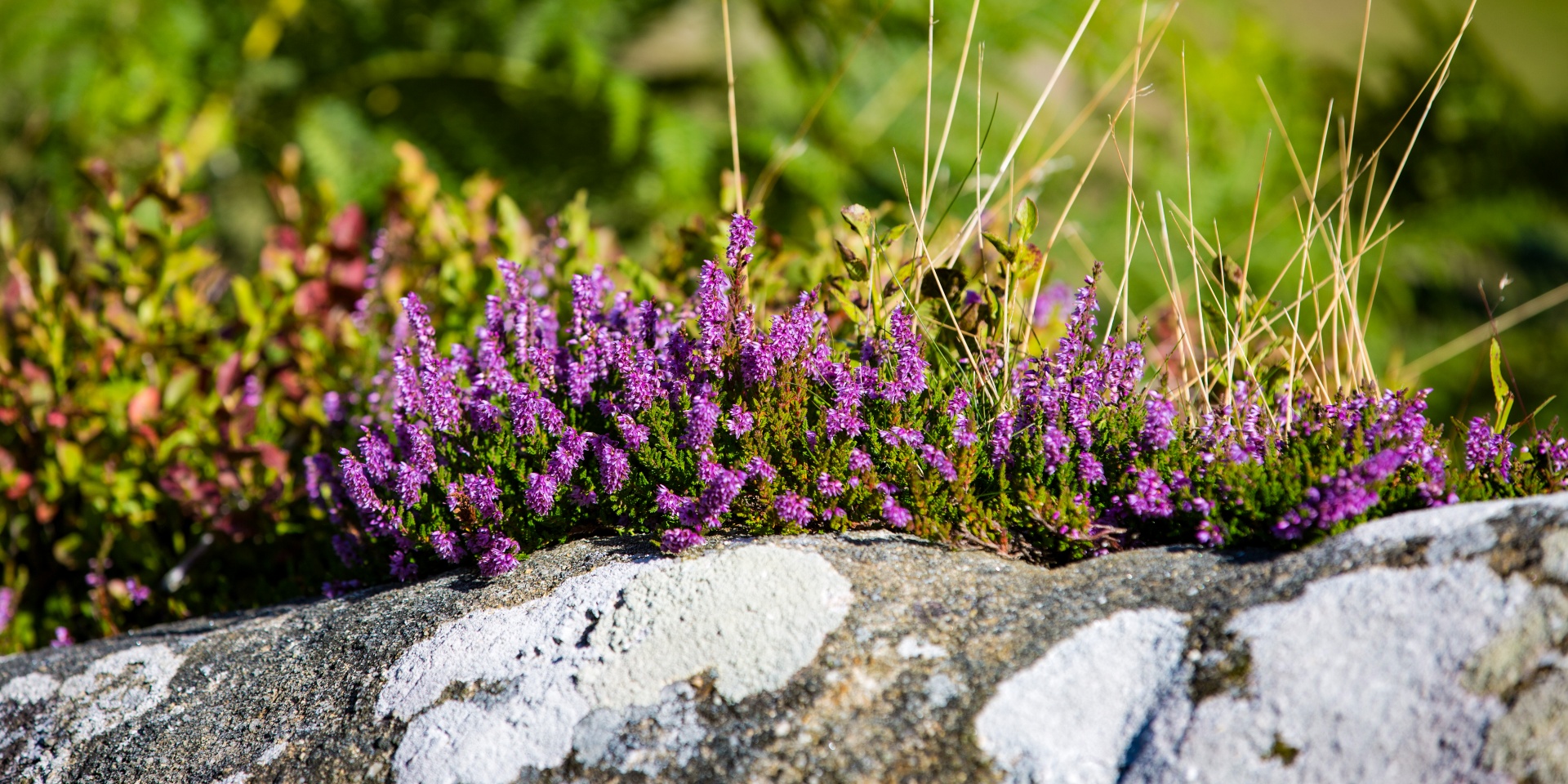 heather summer natural free photo