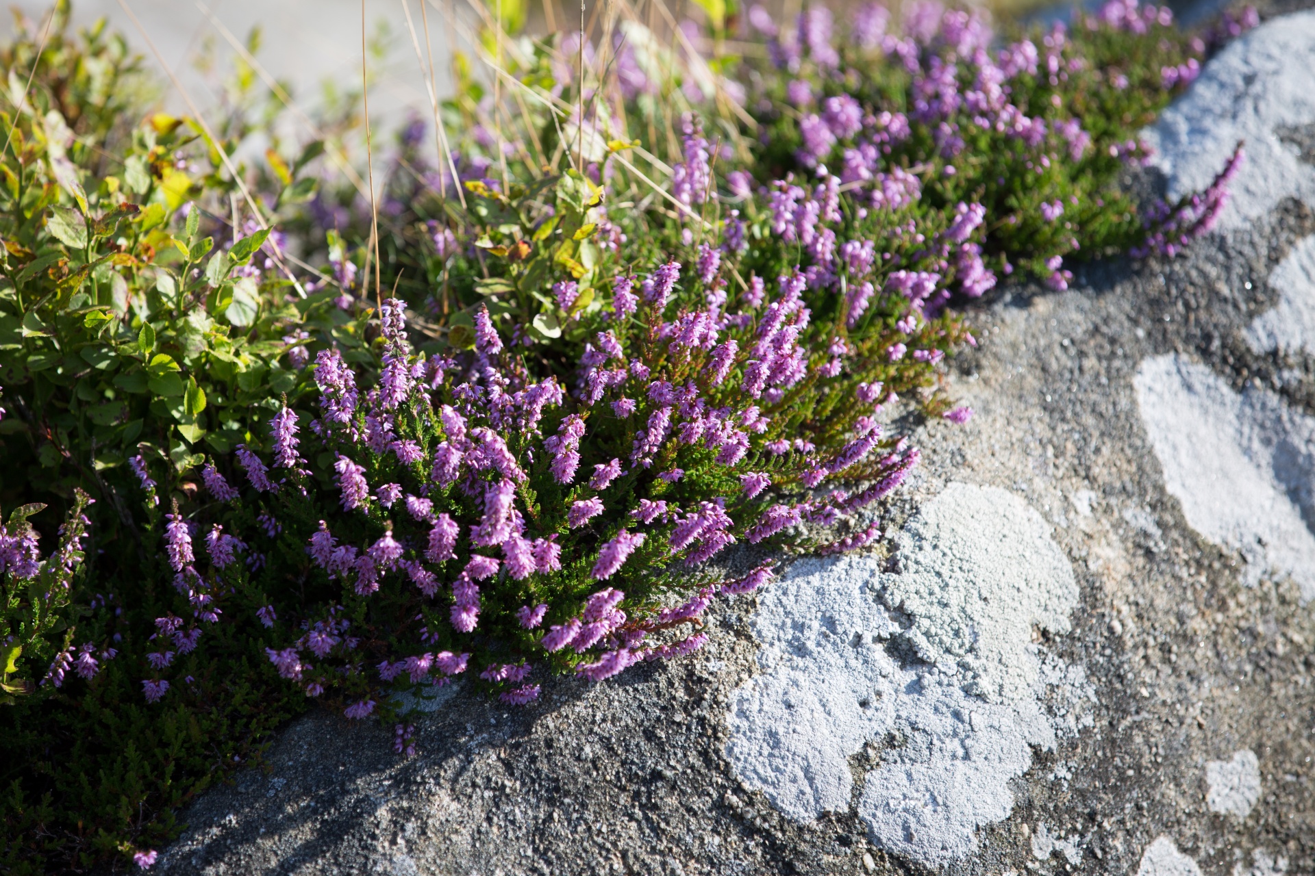 heather summer natural free photo