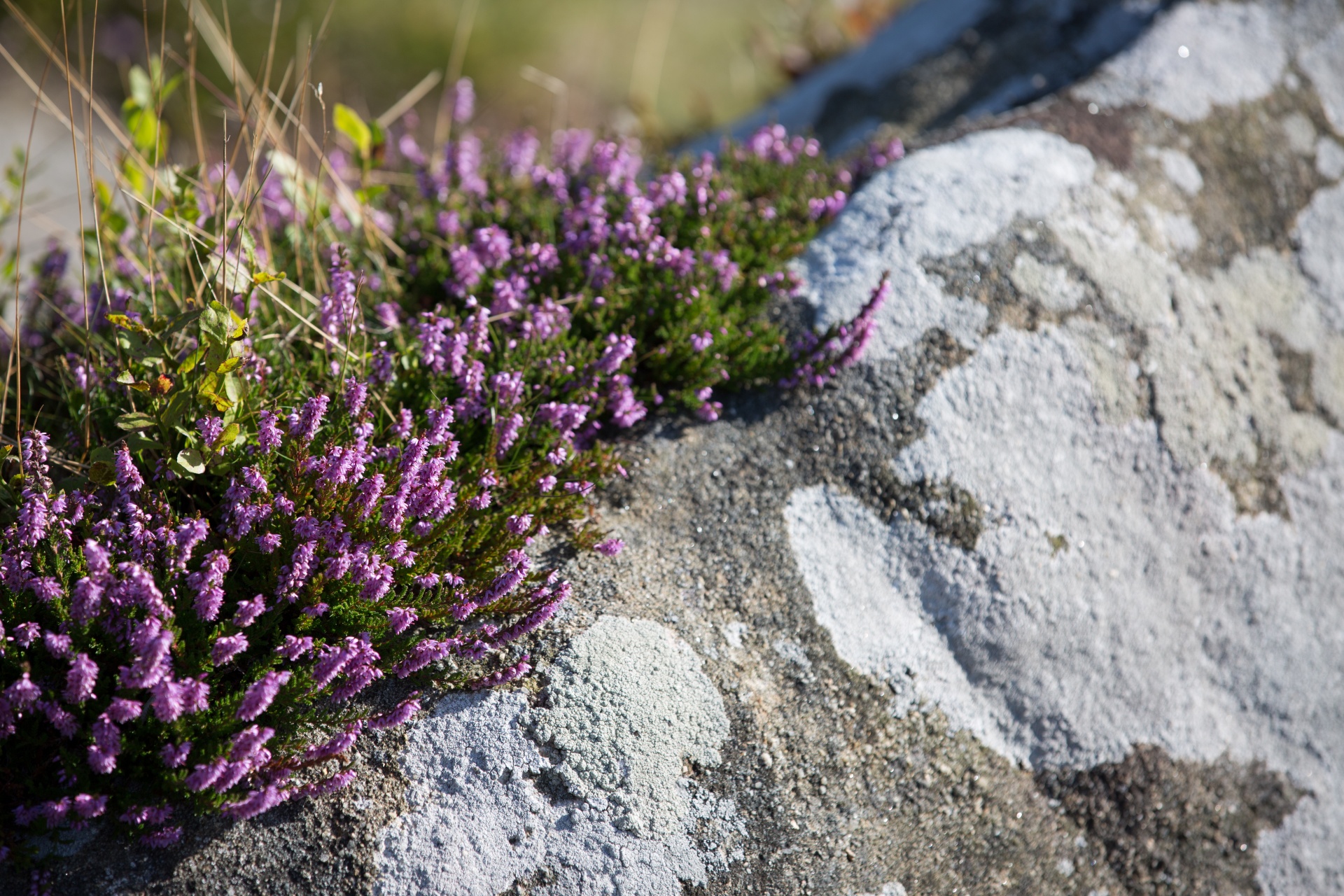 heather summer natural free photo