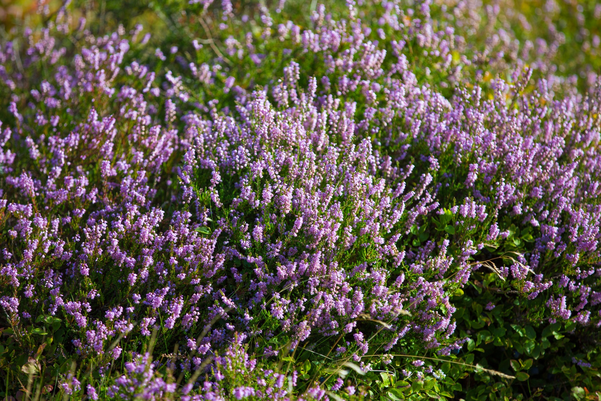 heather summer natural free photo