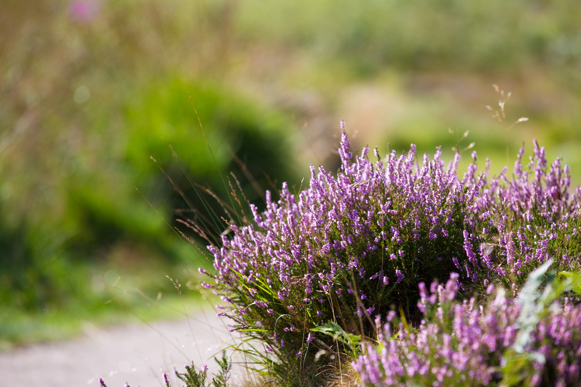 heather summer natural free photo