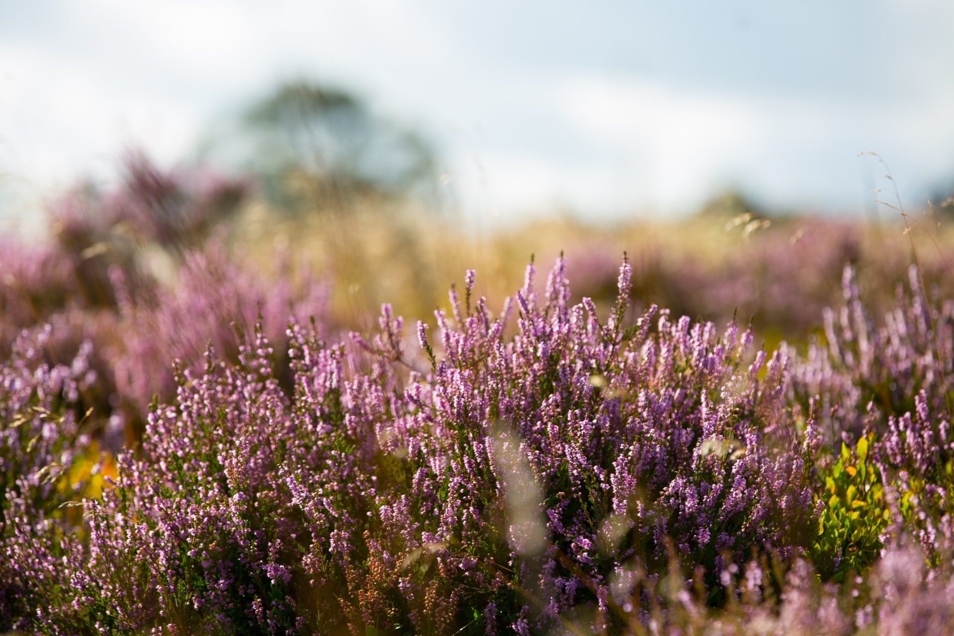 heather summer natural free photo