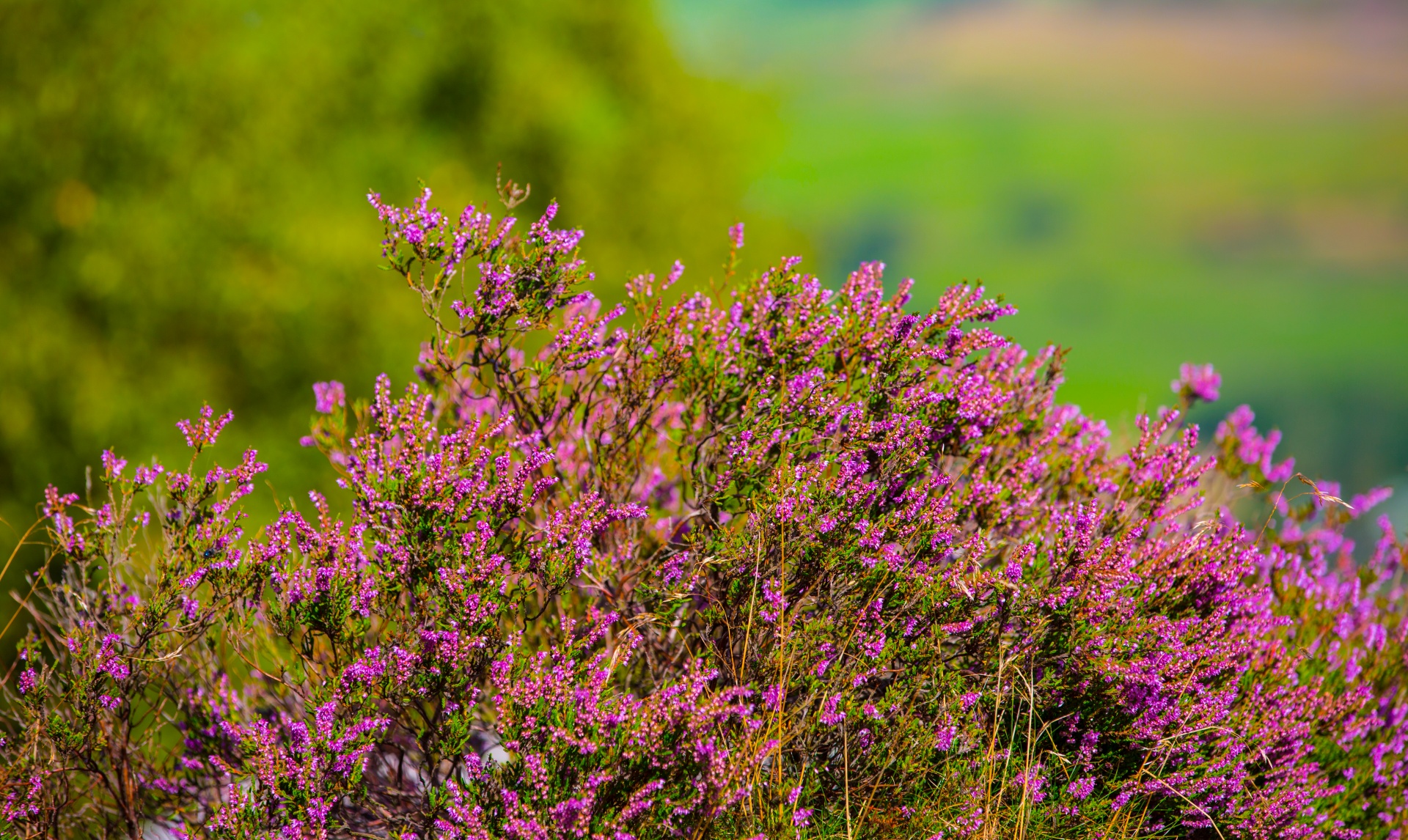 heather summer natural free photo