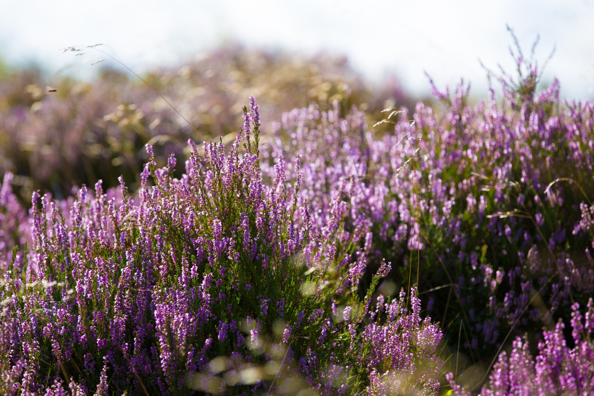 heather summer natural free photo