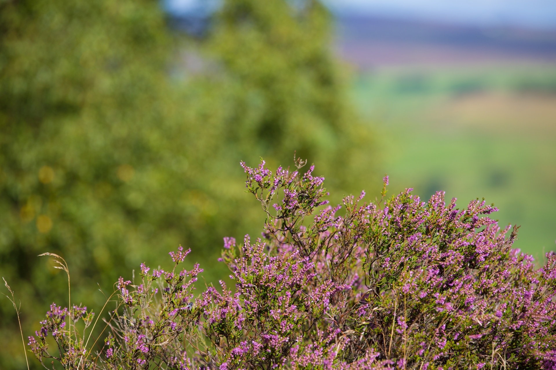 heather summer natural free photo