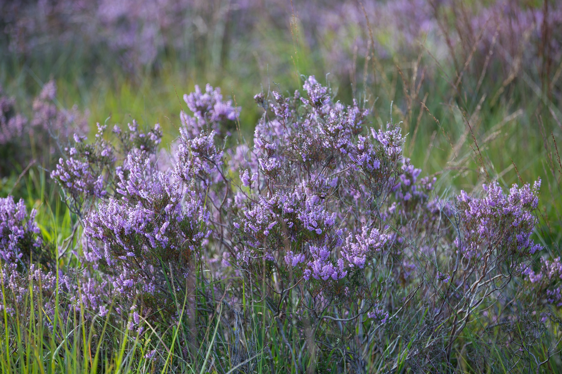 heather summer natural free photo