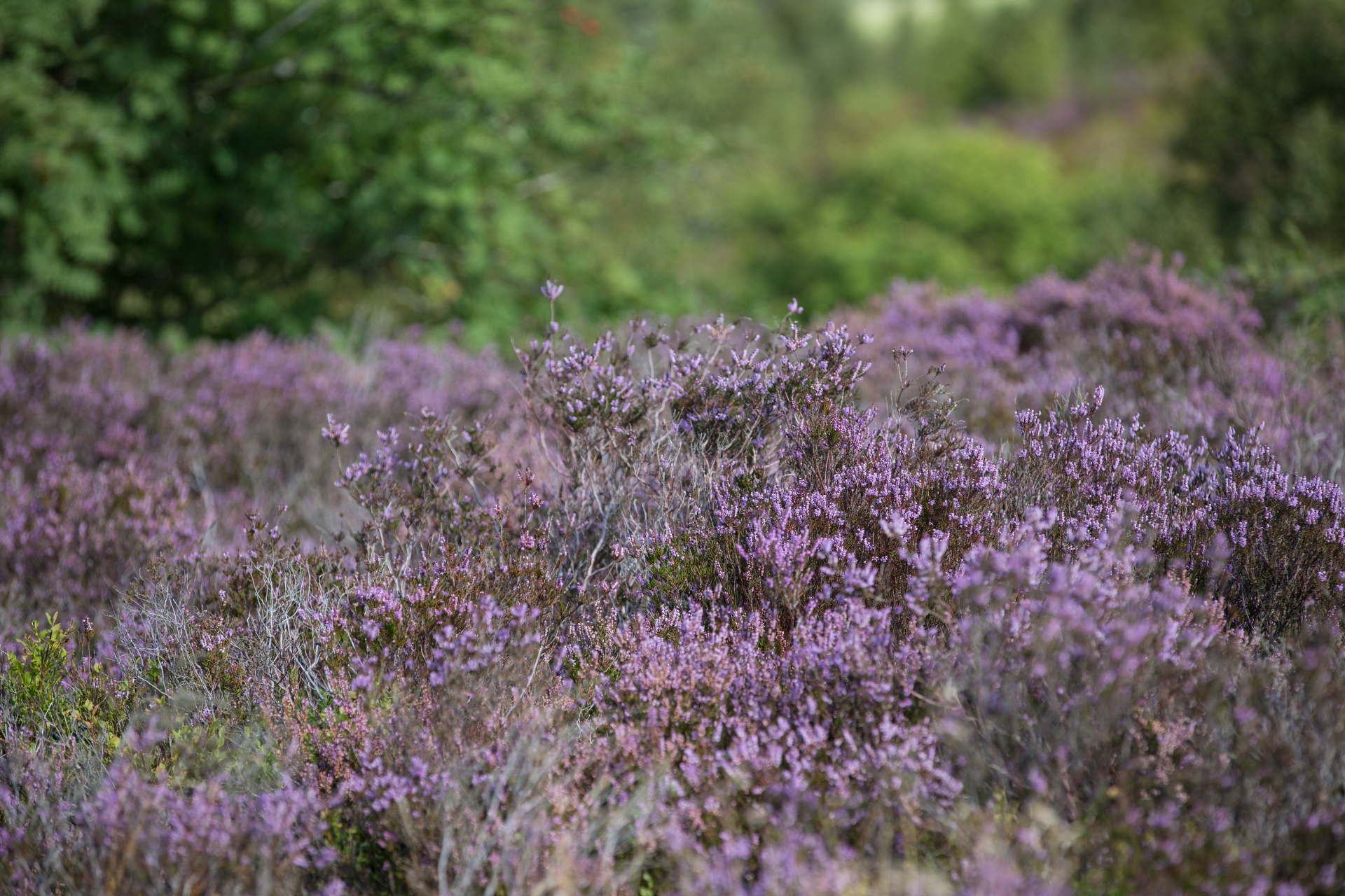 heather summer natural free photo