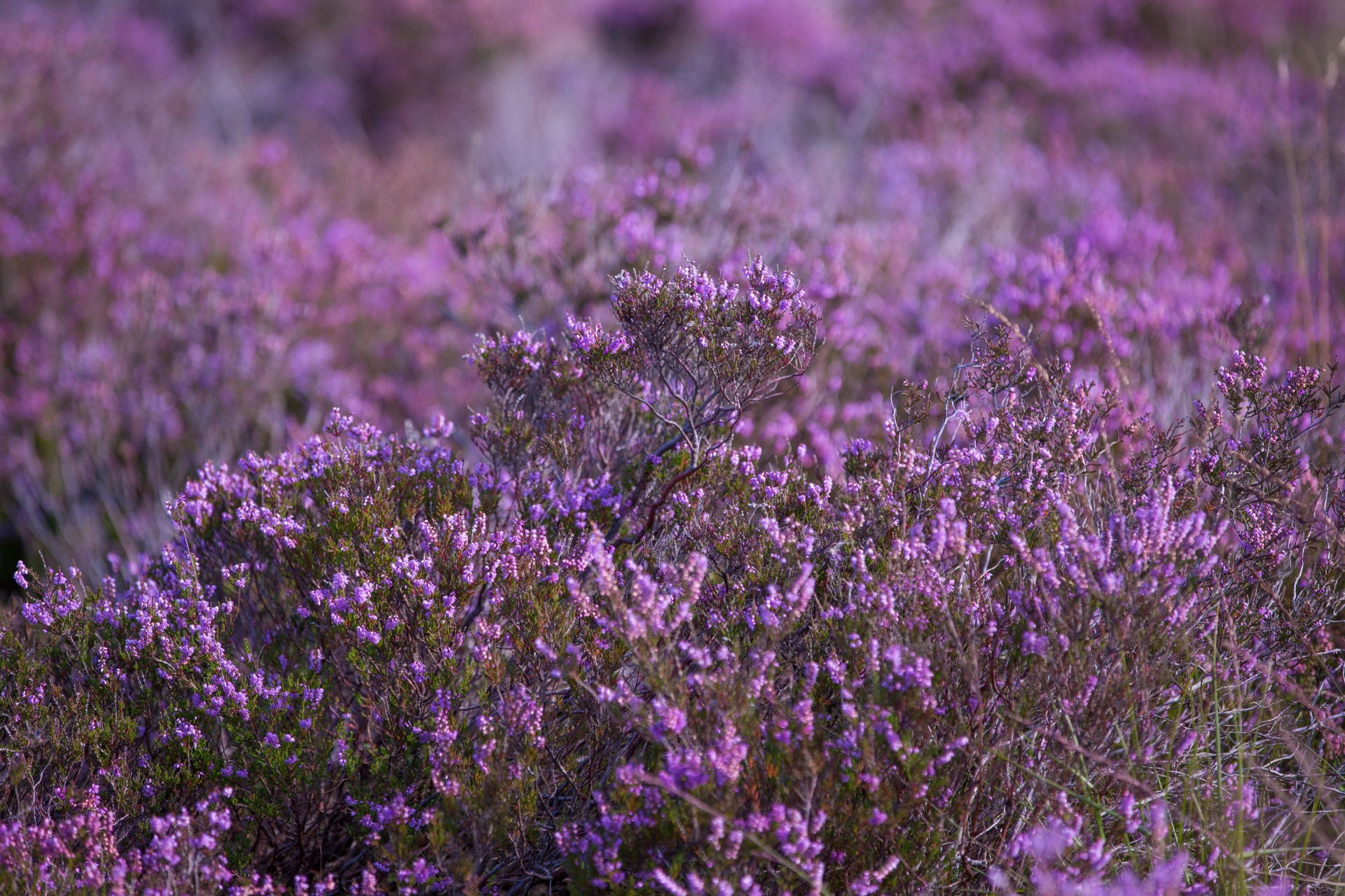 heather summer natural free photo