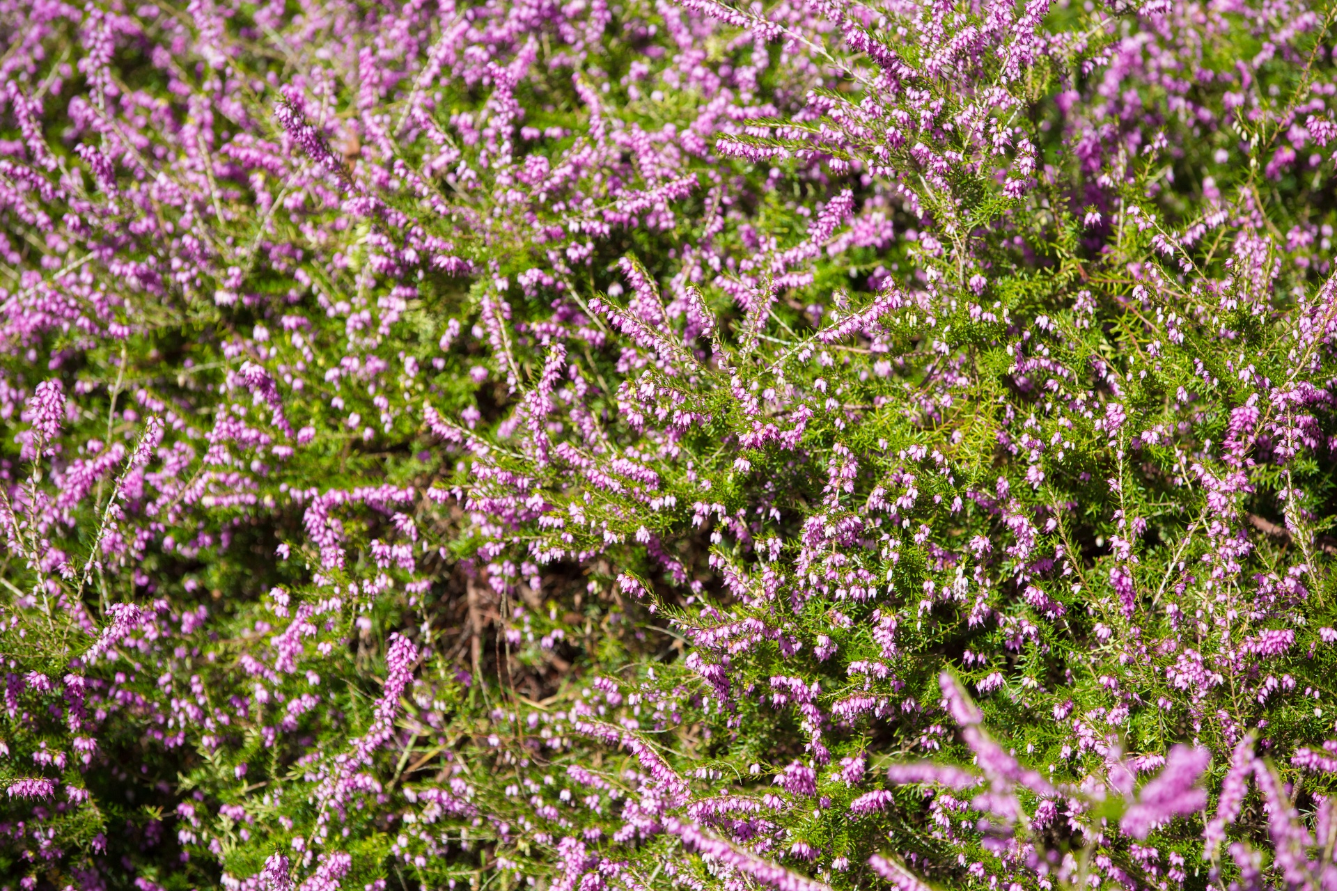 heather summer natural free photo