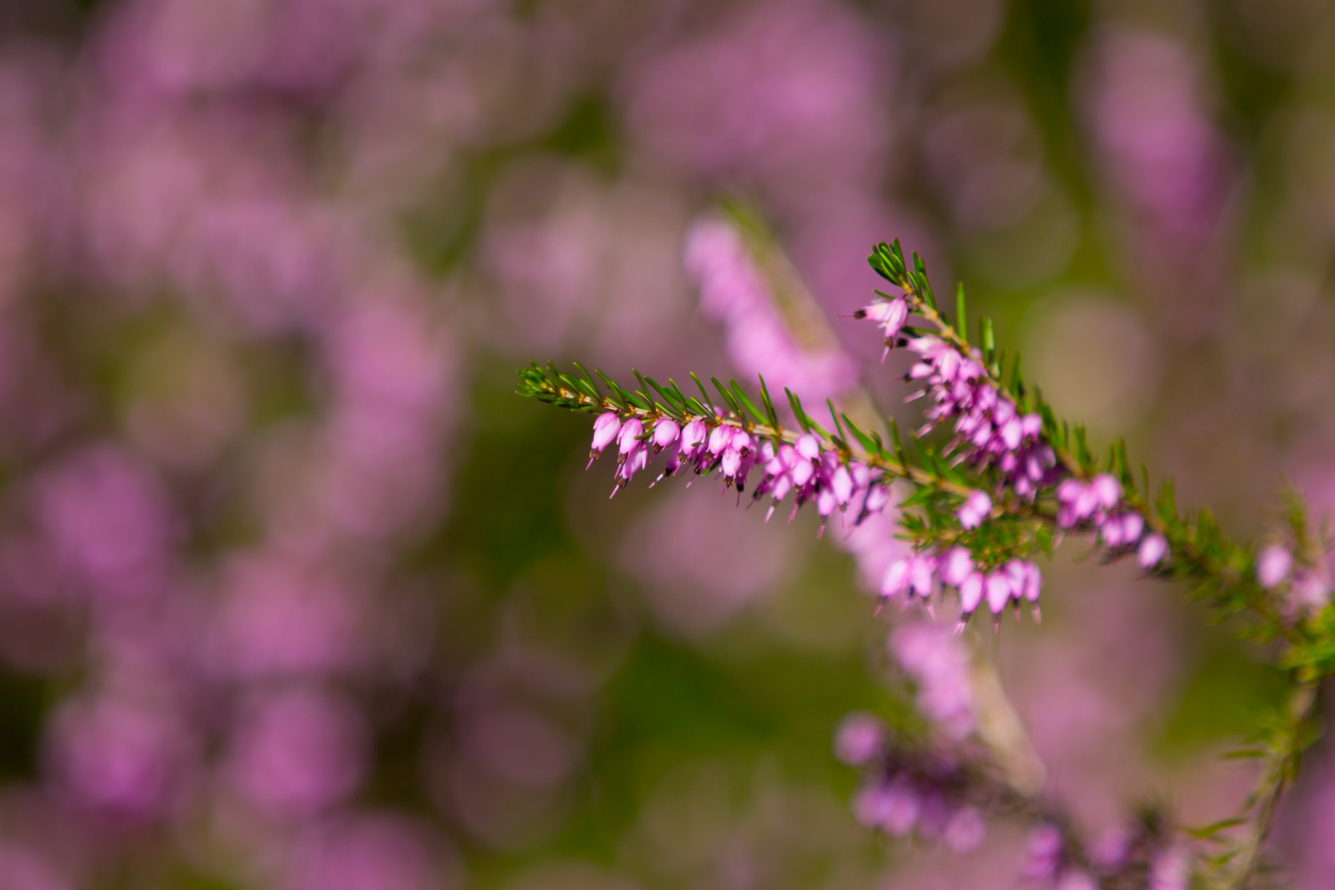 heather summer natural free photo