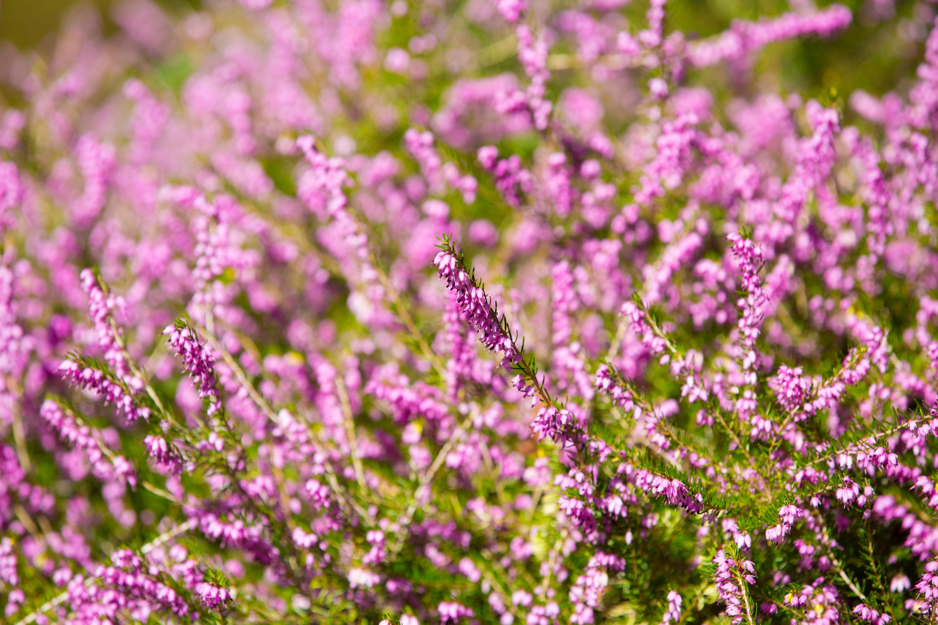 heather summer natural free photo