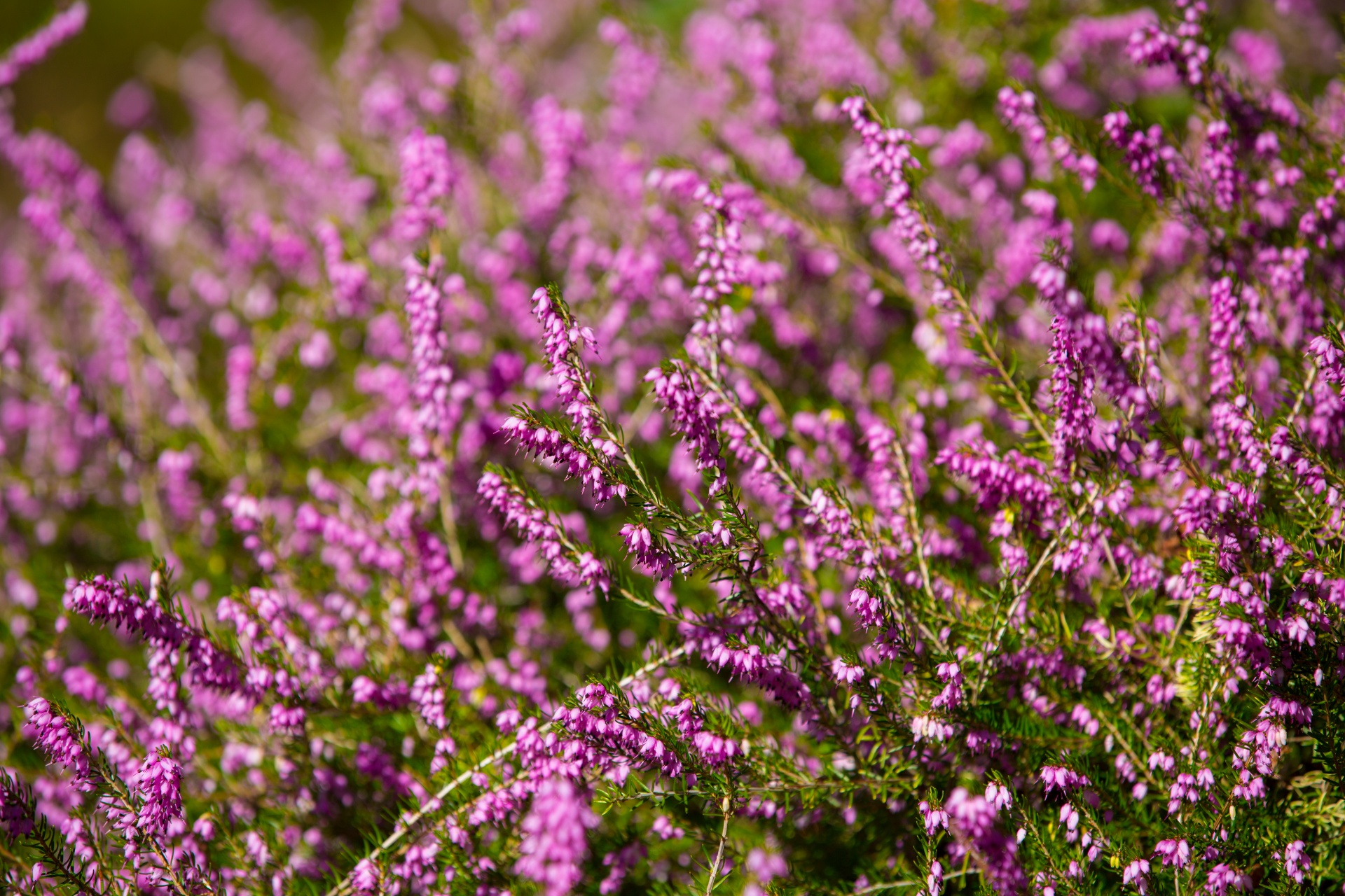 heather summer natural free photo