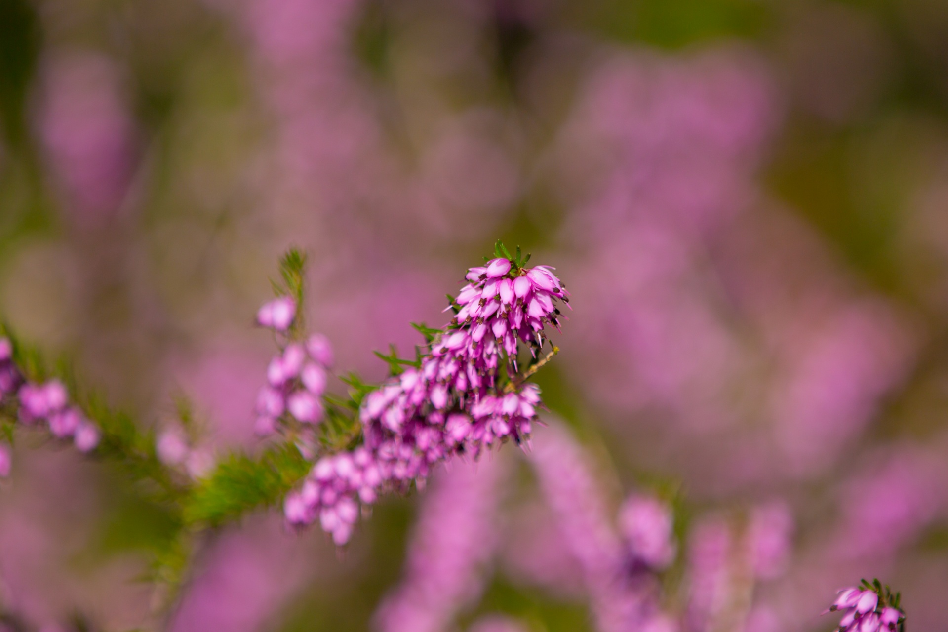 heather summer natural free photo