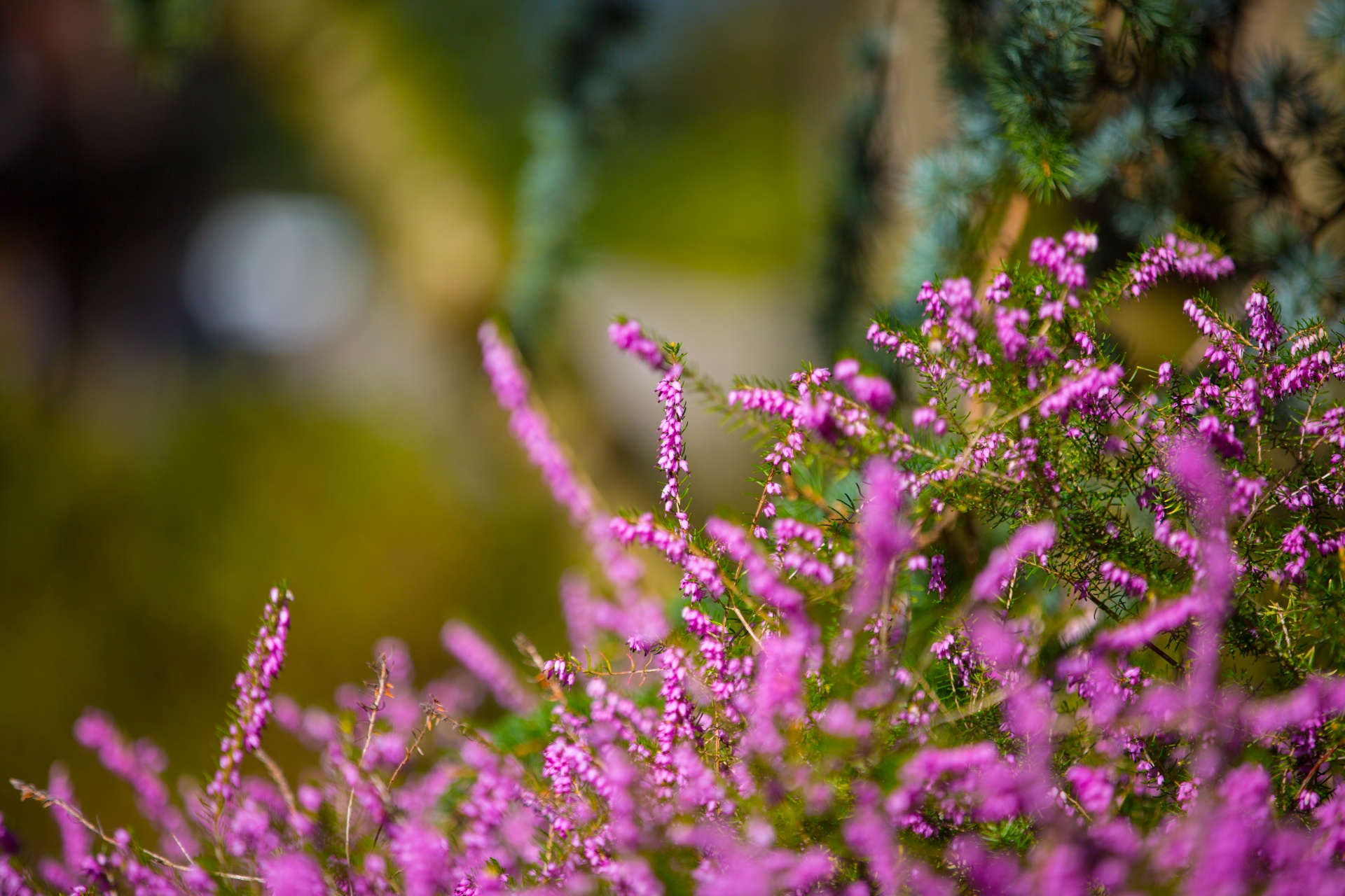 heather summer natural free photo