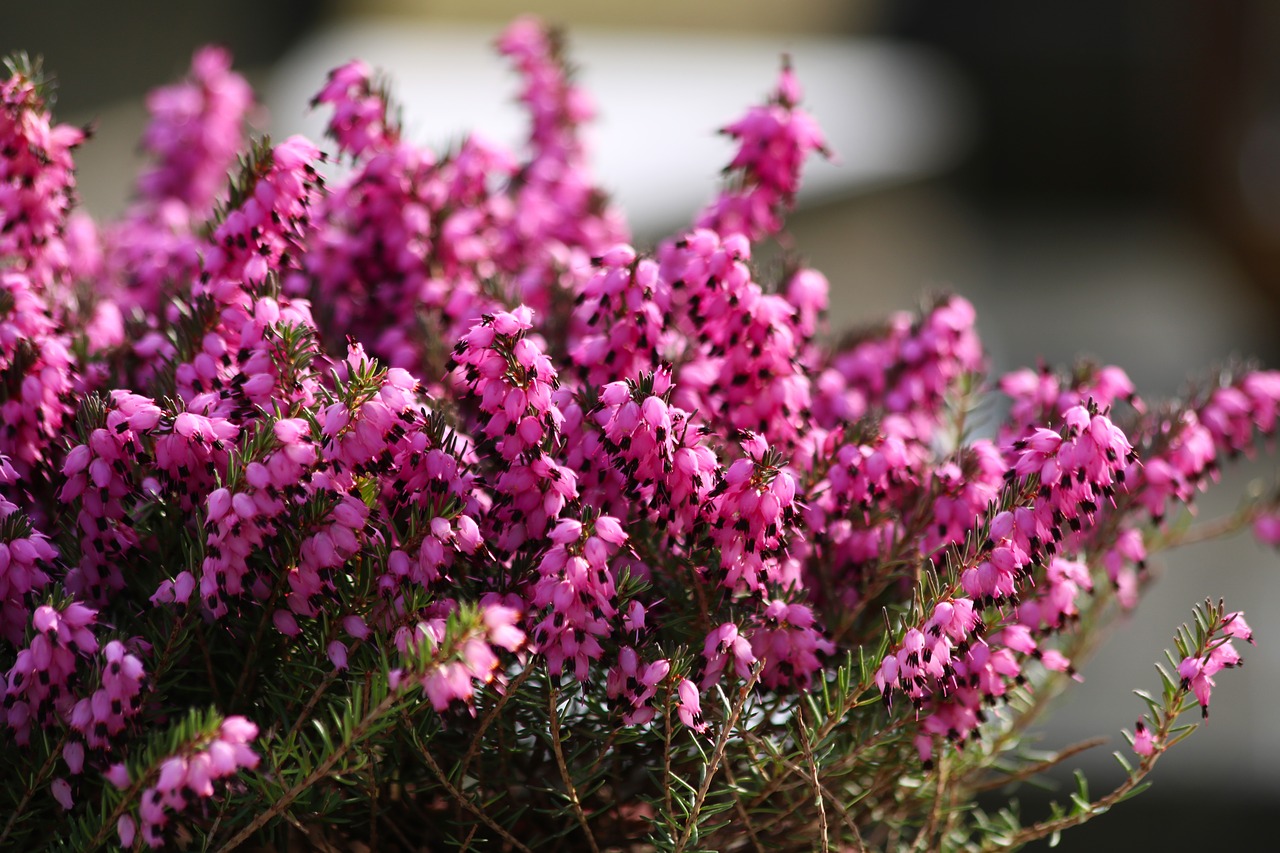 heather red  flowering  plant free photo