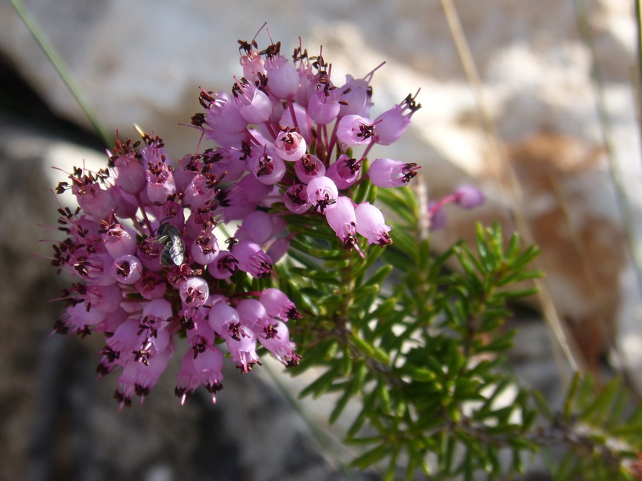 heather winter bruguera erica multiflora free photo