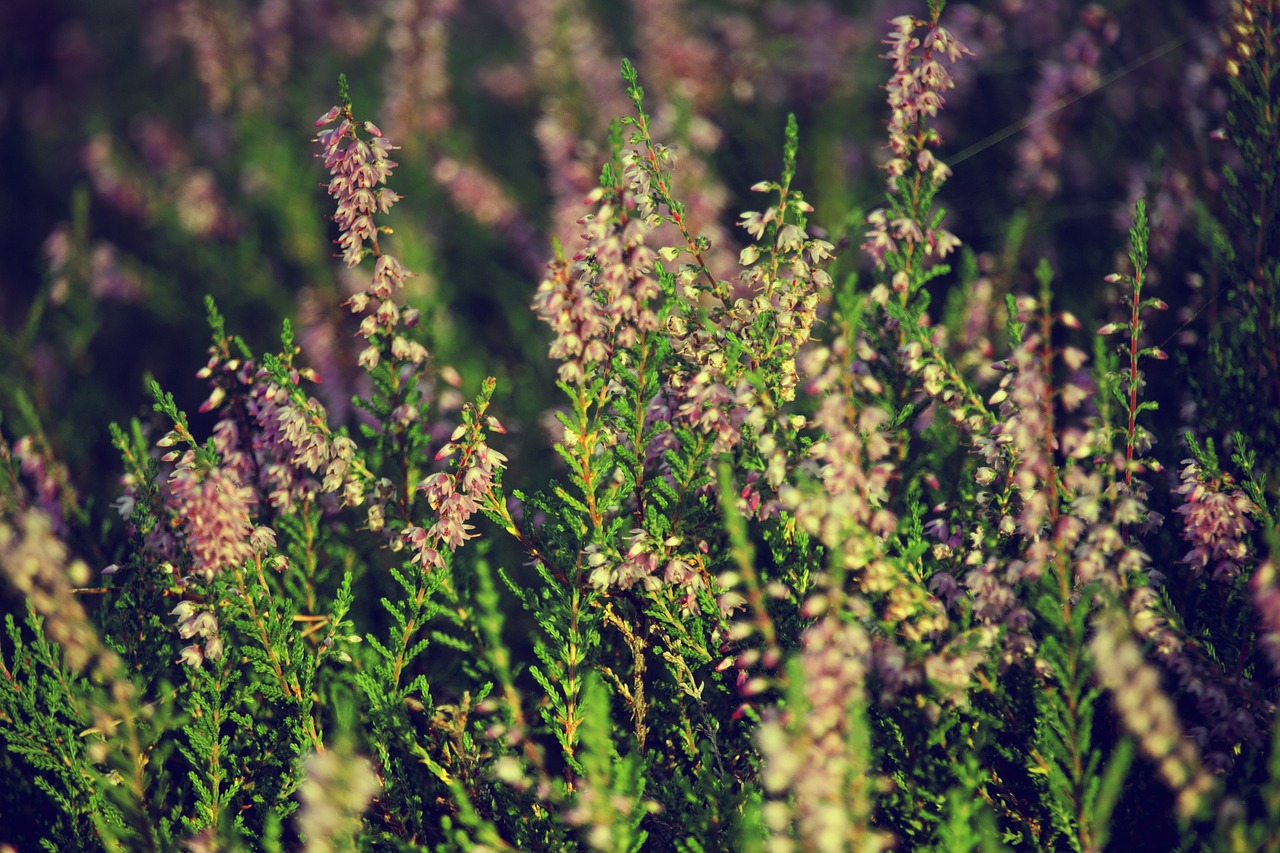 heathers autumn violet free photo