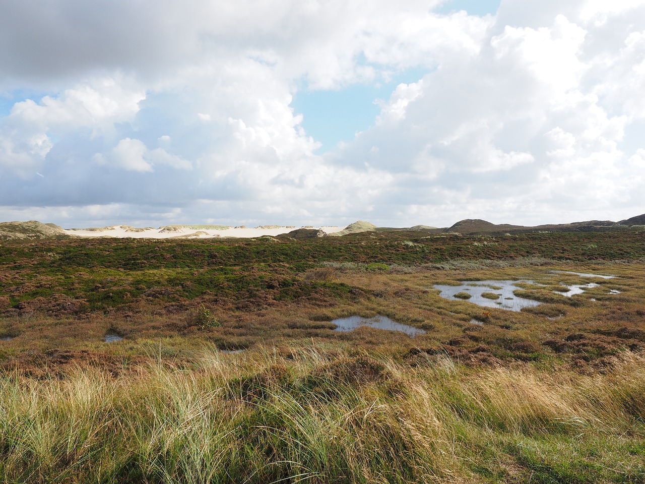 heathland dunes peat bog free photo