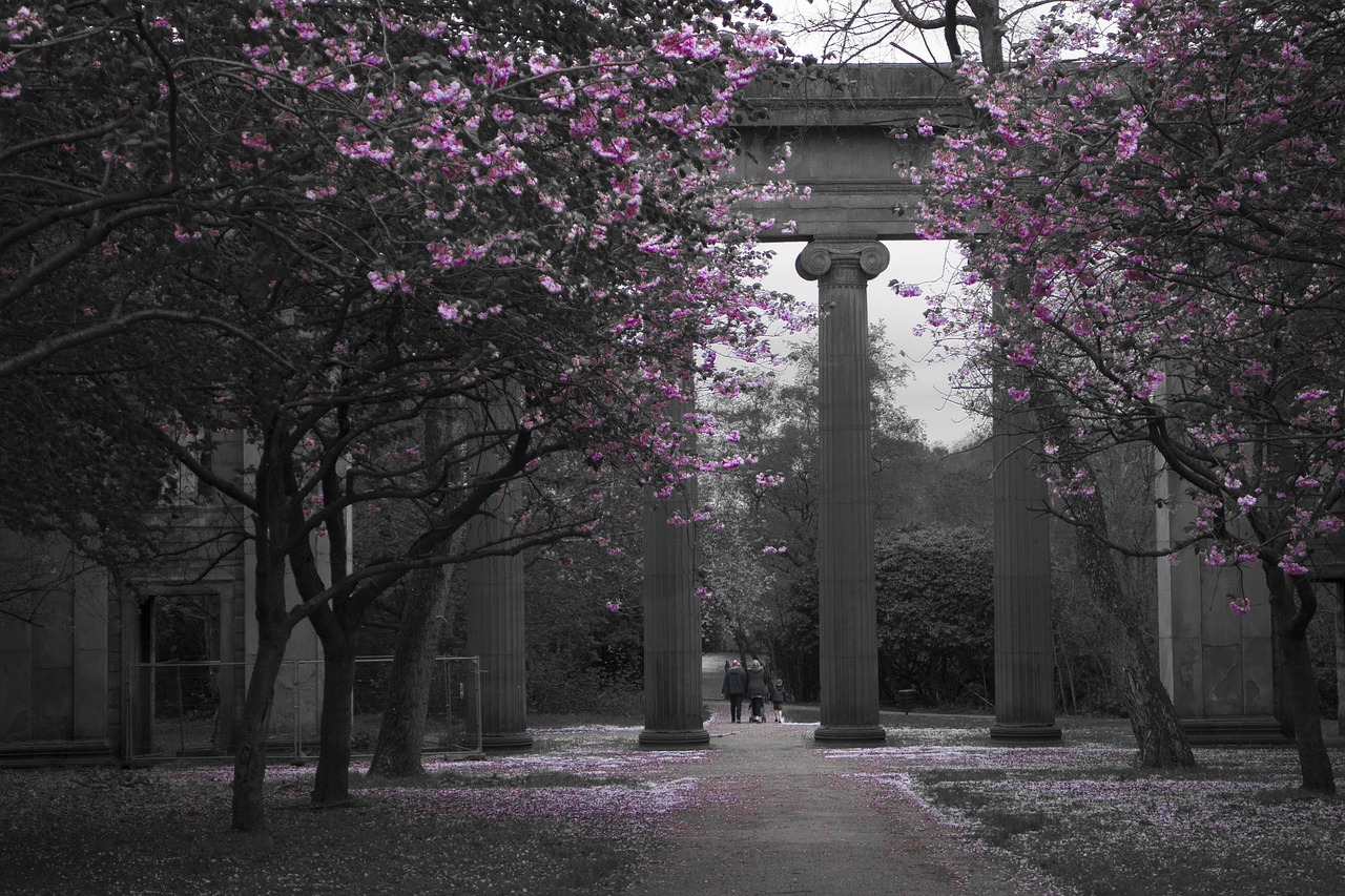 heaton park blossoms trees free photo