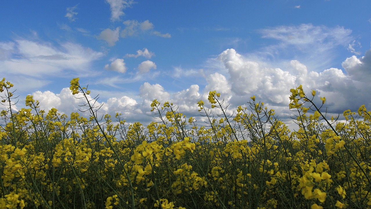 heaven sky clouds free photo