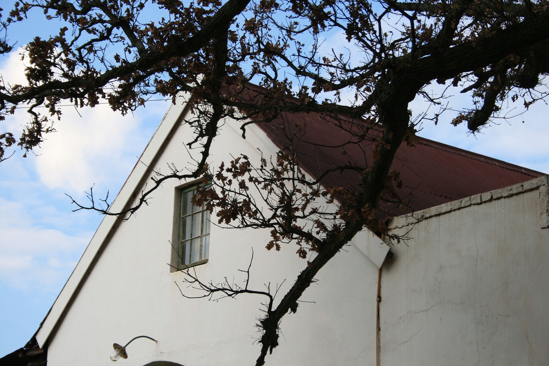 house roof tree free photo