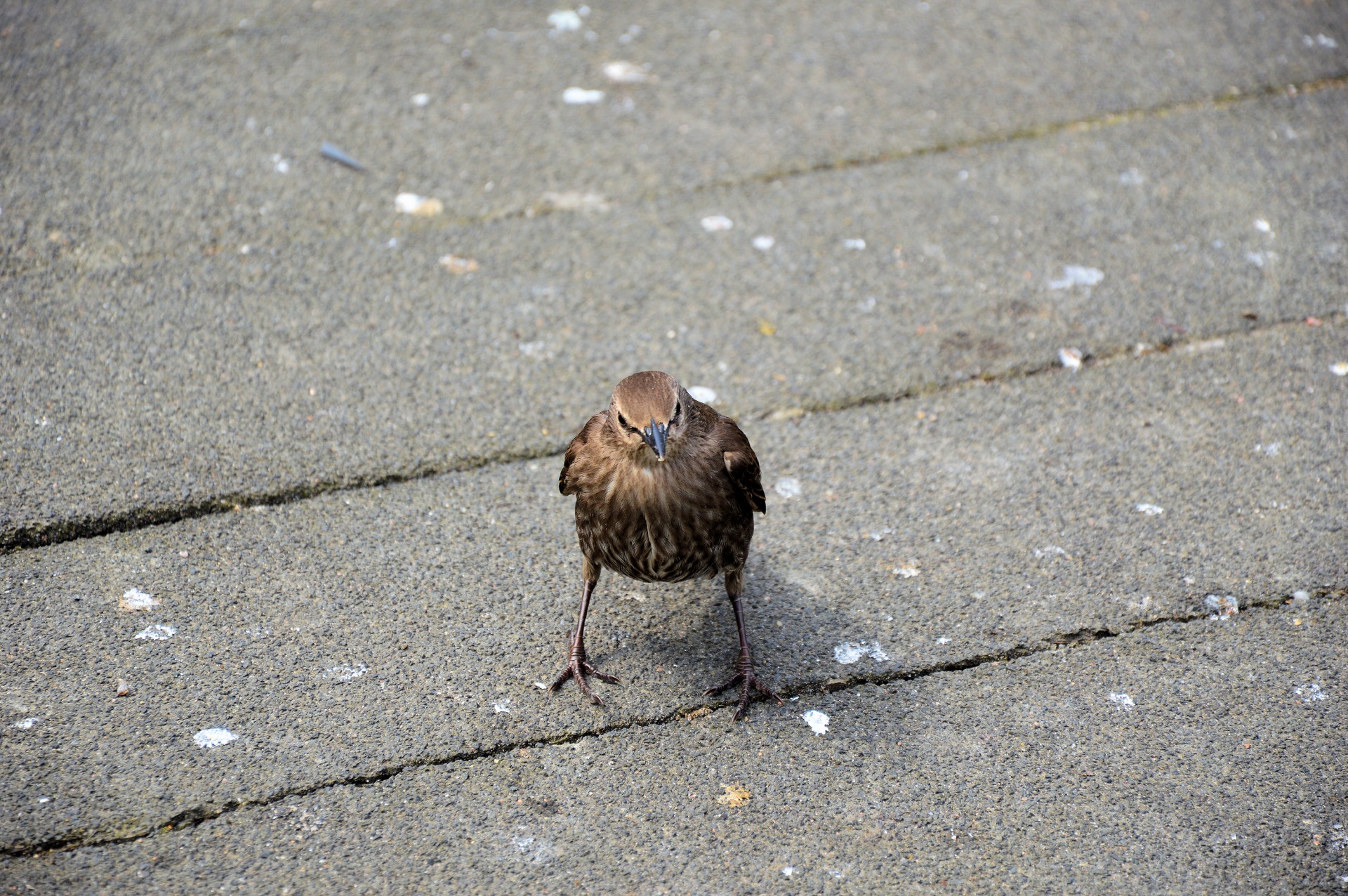 food eating begging free photo