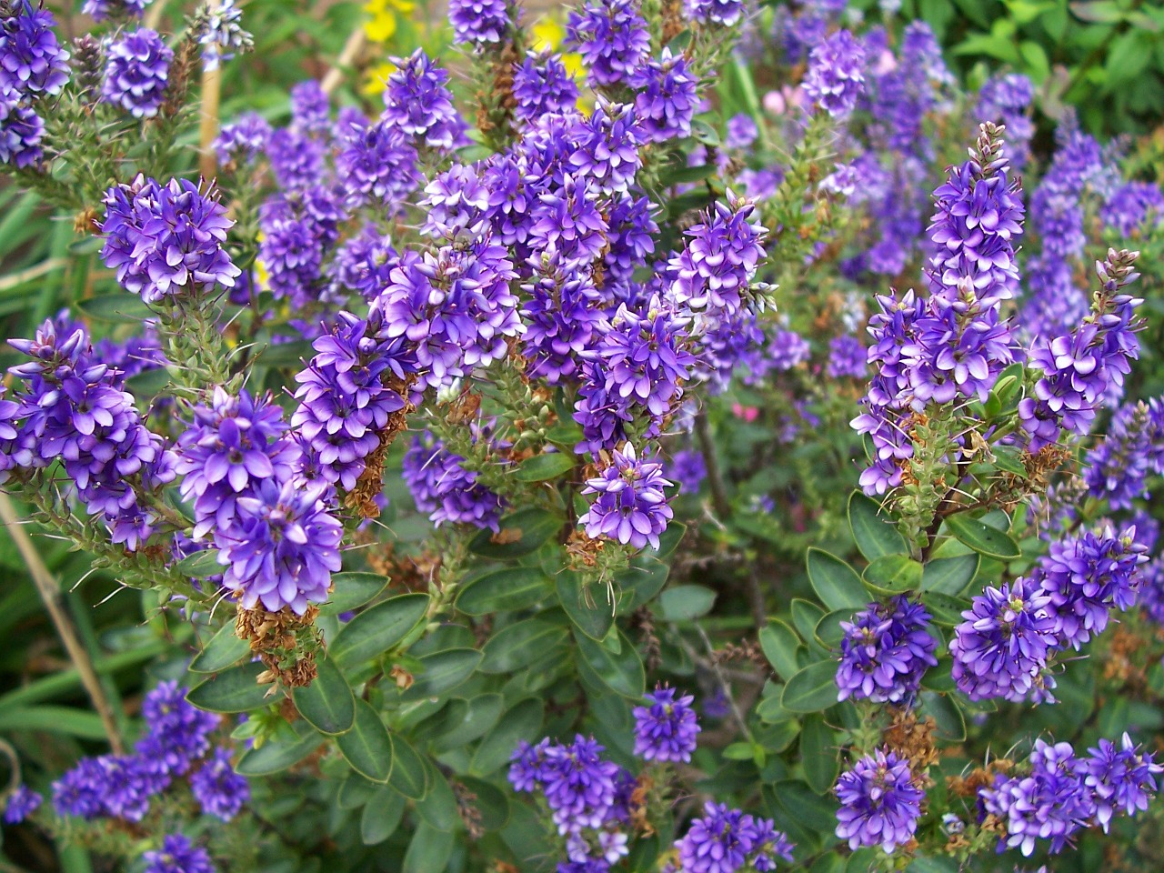 hebe purple pixie flower free photo
