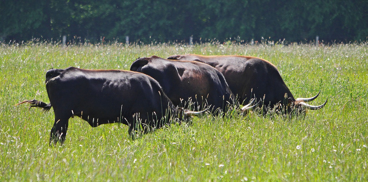 heck cattle summer meadow graze free photo