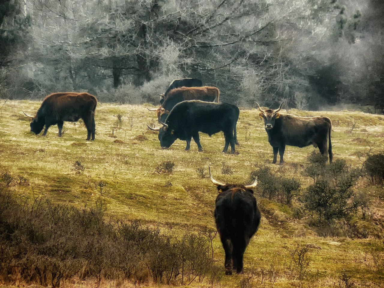 heck cattle bavaria germany free photo