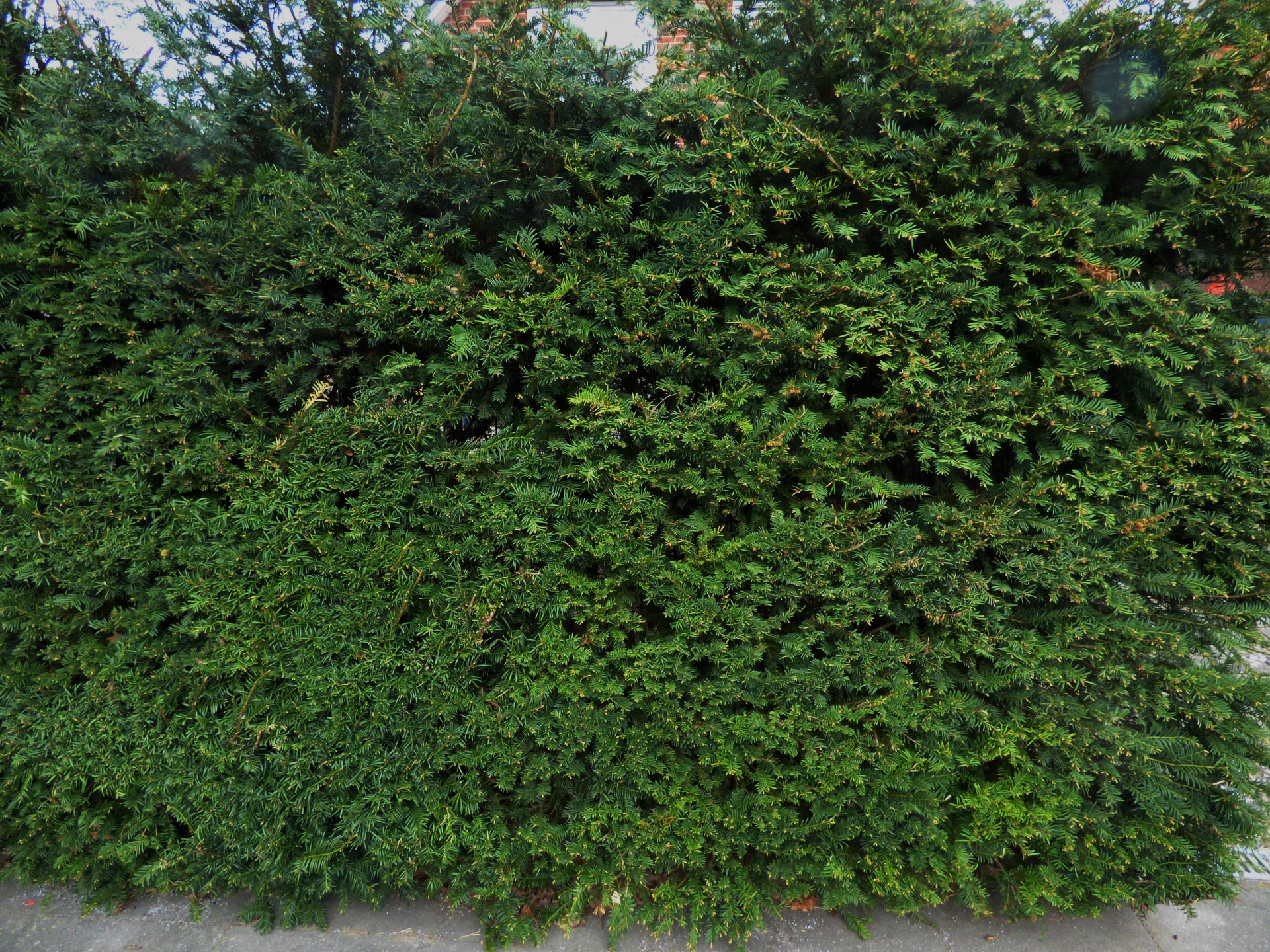 hedge thuja green free photo