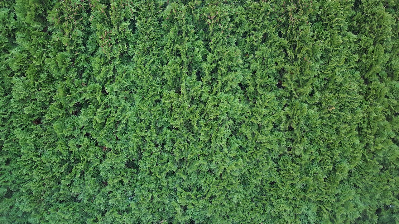 hedge texture green free photo