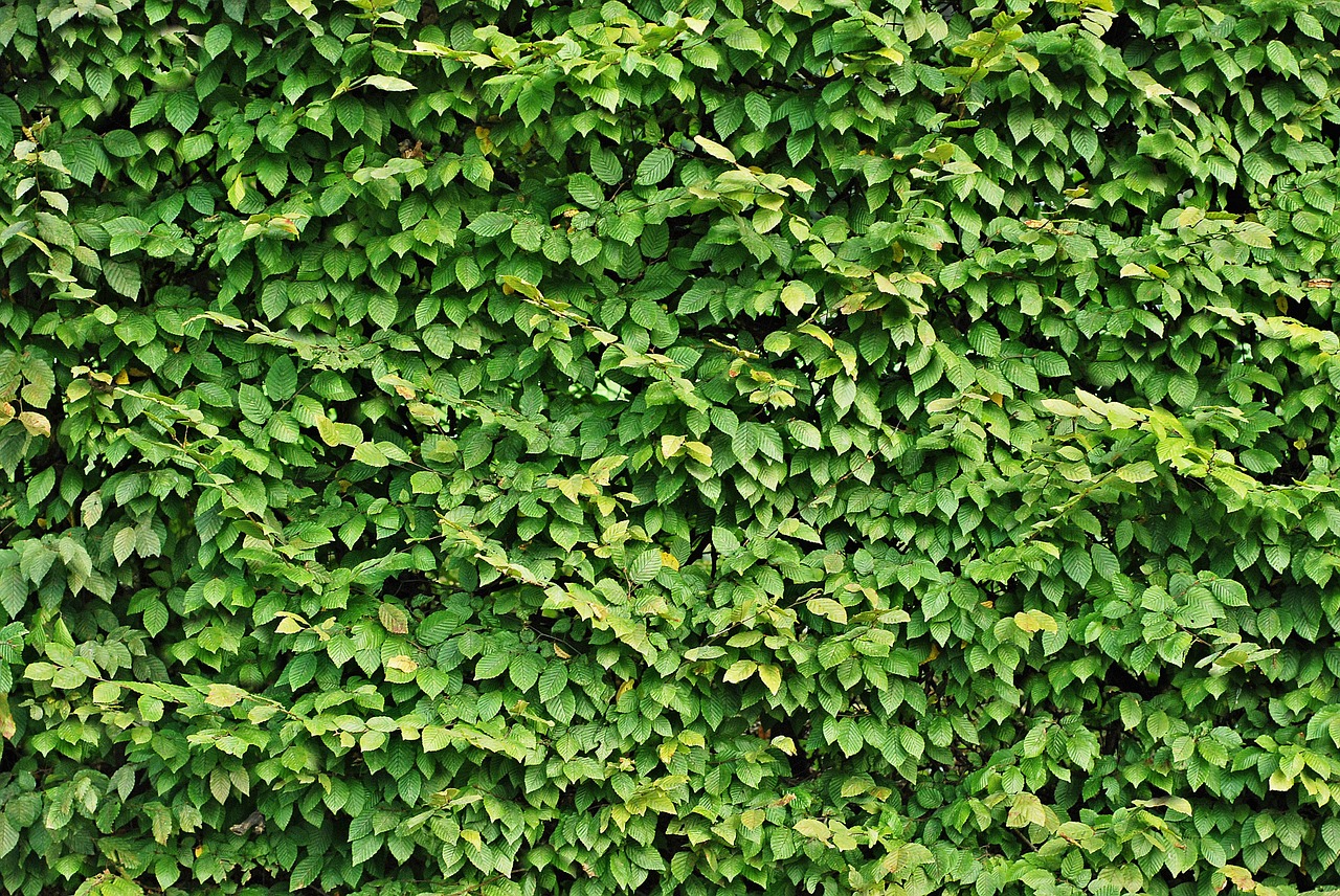 hedge foliage texture free photo