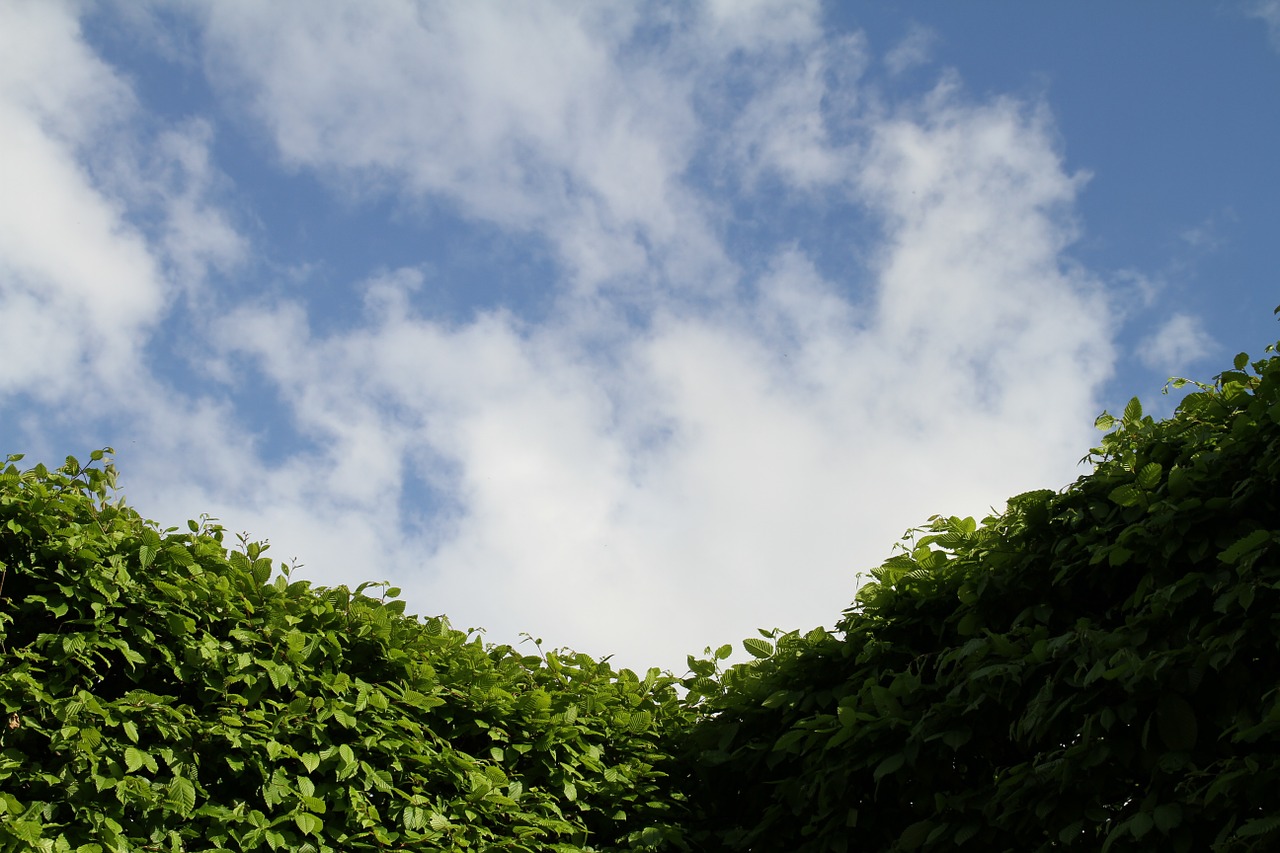 hedge sky gardening free photo