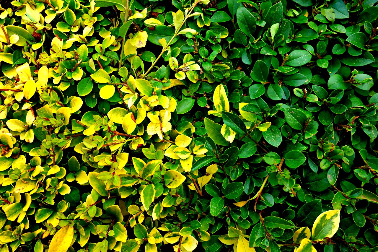 hedge clipped hedge shape free photo