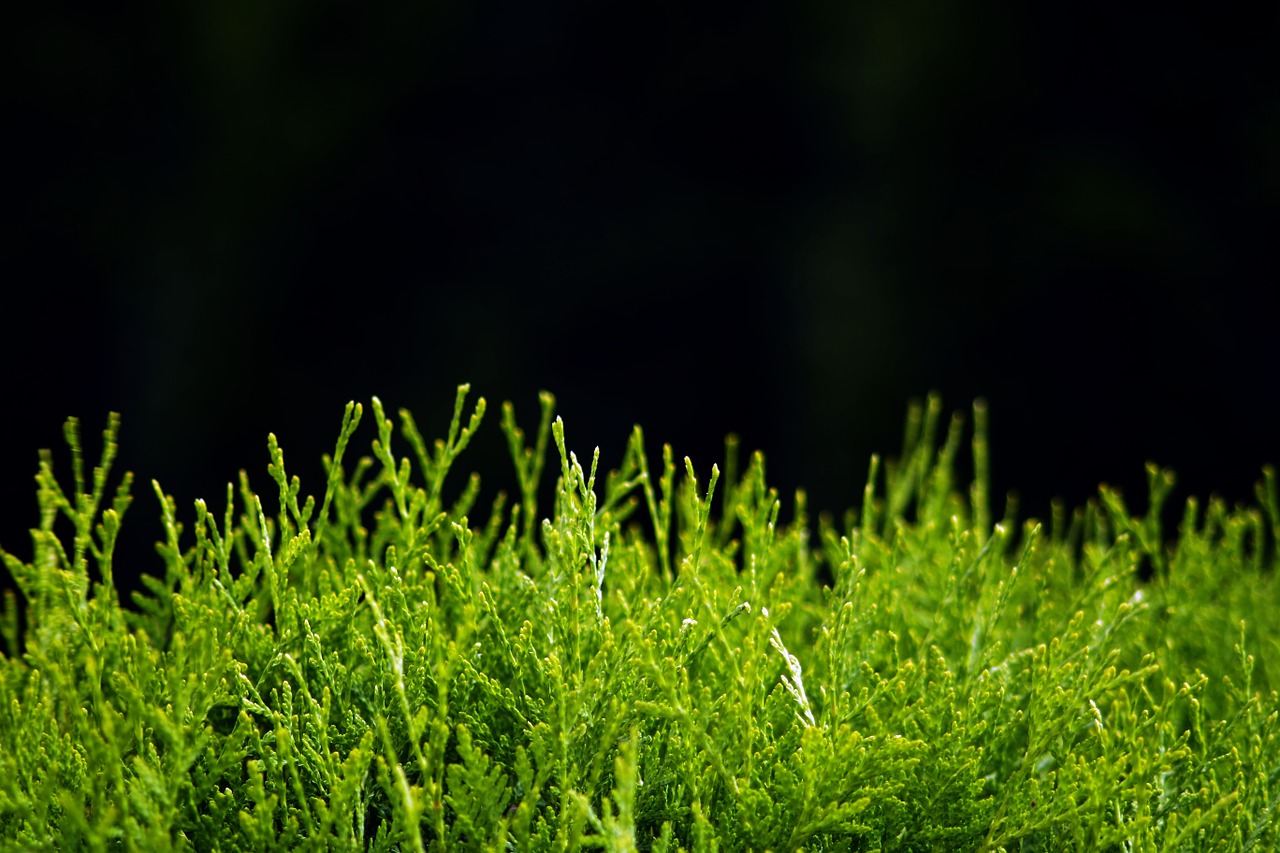 hedge thuja ridge free photo