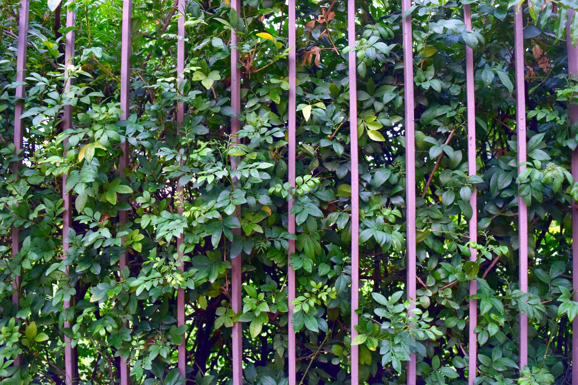 hedge plant nature free photo