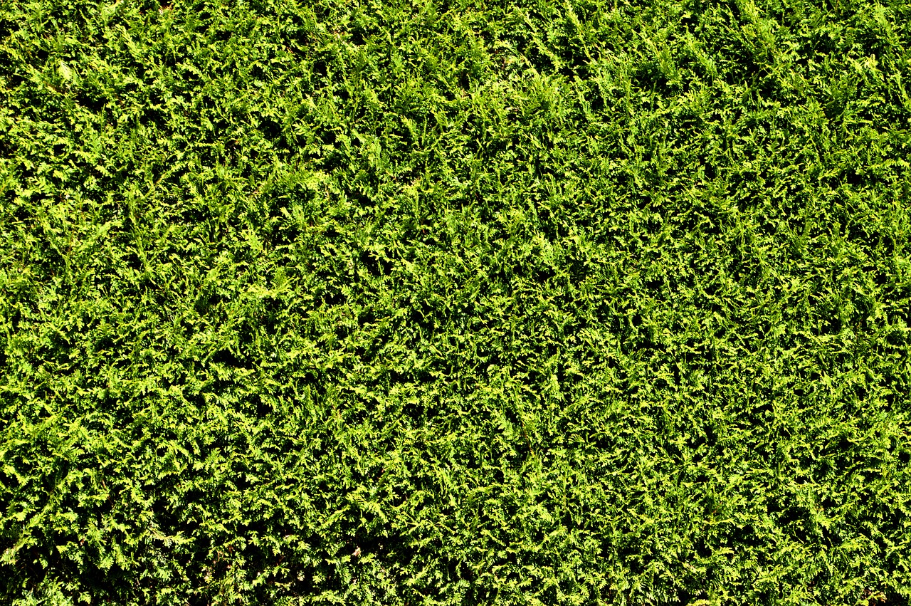 hedge thuja green free photo