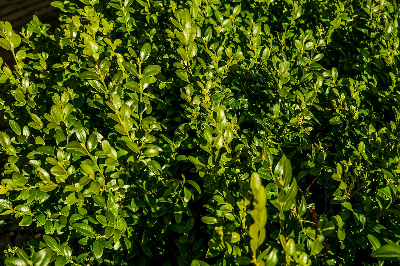 hedge green hell free photo