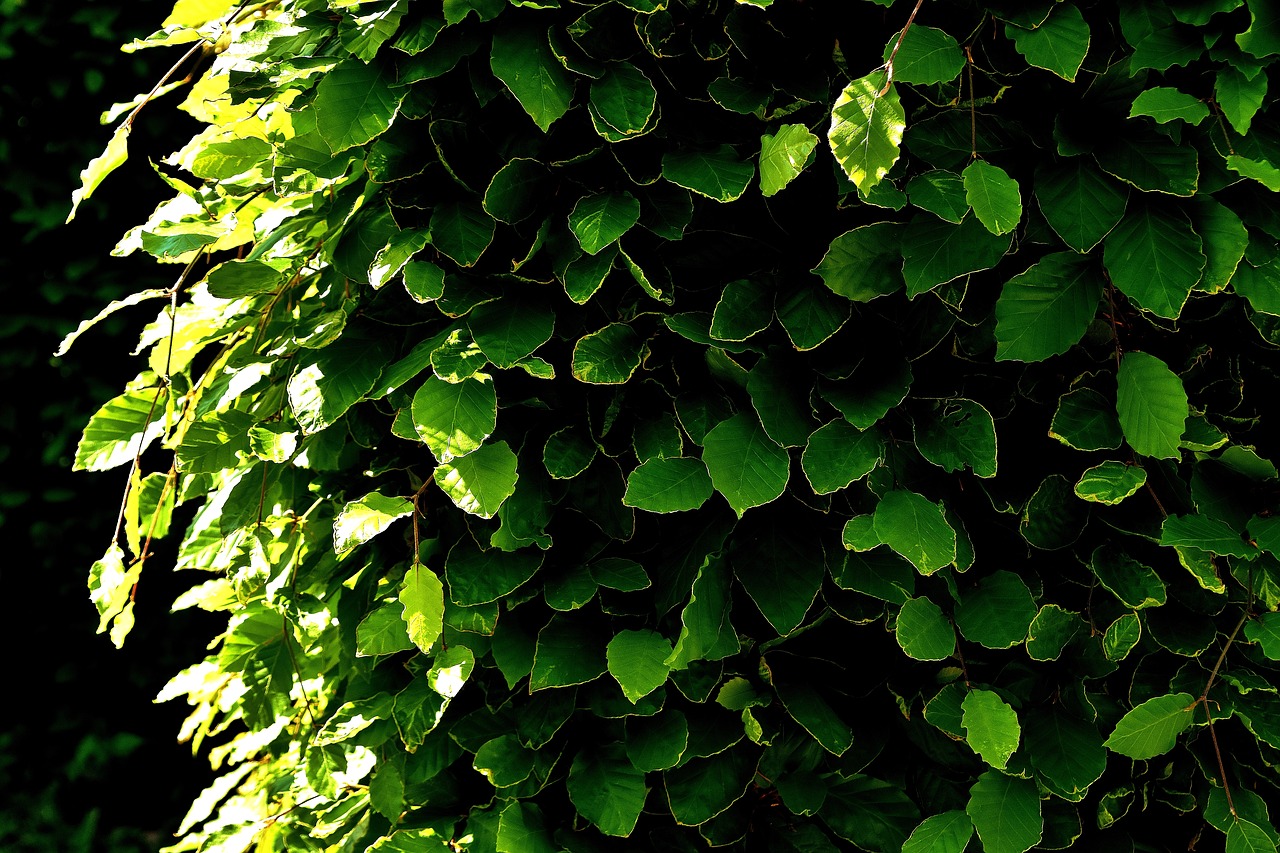 hedge leaves plant free photo