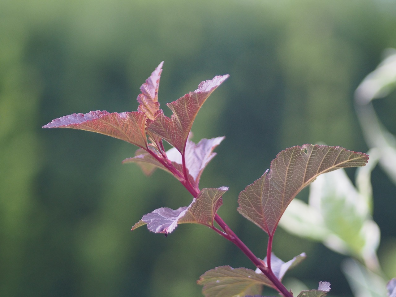 hedge garden nature free photo